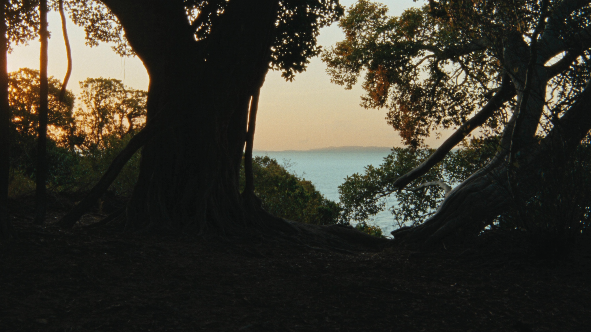 Ancient coastal trees against a soft dawn sky