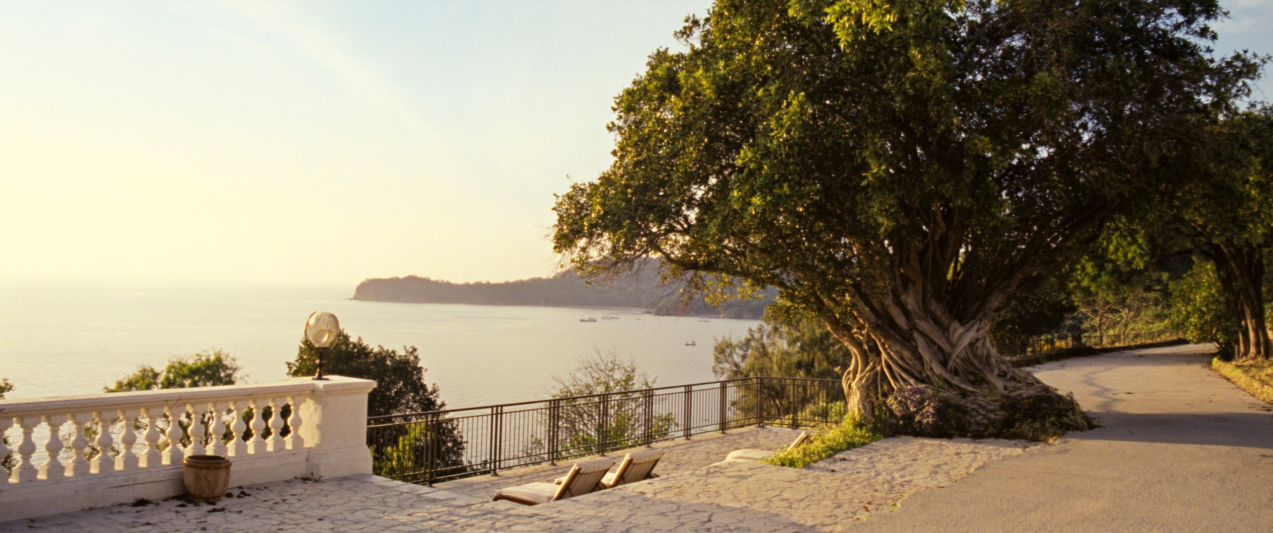 Established fig tree overlooking a calm coastline